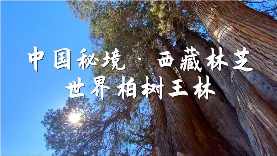 全民烧脑3去广告版